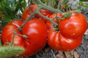Description of the tomato variety Heat, features of cultivation and yield