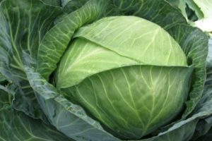 Description of the variety of cabbage Centurion f1, features of cultivation and care