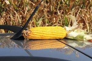 Koks yra vidutinis derlius iš 1 hektaro kukurūzų?