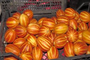 Beskrivning av olika vietnamesiska melon, funktioner för odling och vård