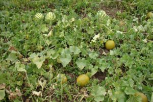 Kaip auginti melionus Sibire atvirame lauke ir šiltnamyje?