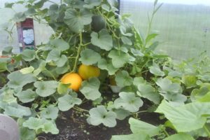 Formation, plantation, culture et entretien des melons en serre