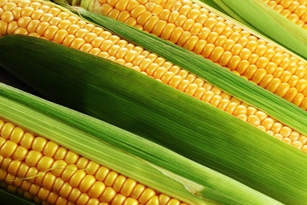 auginti kukurūzus