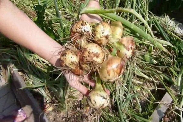 feeding onions