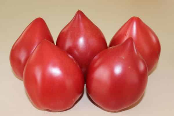 pomidorų vaisiai