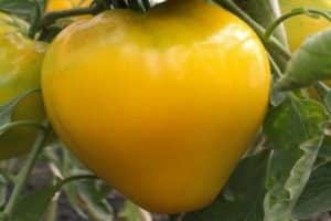 Descrizione della varietà di pomodoro Golden King, caratteristiche di coltivazione e cura