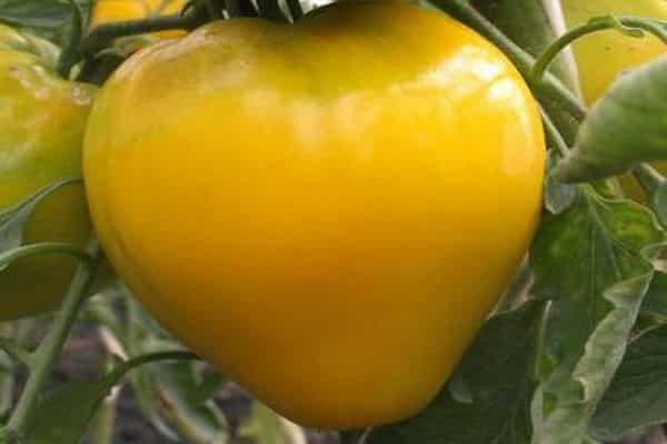 tomaatin kultaisen kuninkaan ominaisuudet