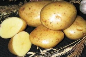 Beskrivning av potatisvariationen Gulliver, funktioner för odling och avkastning