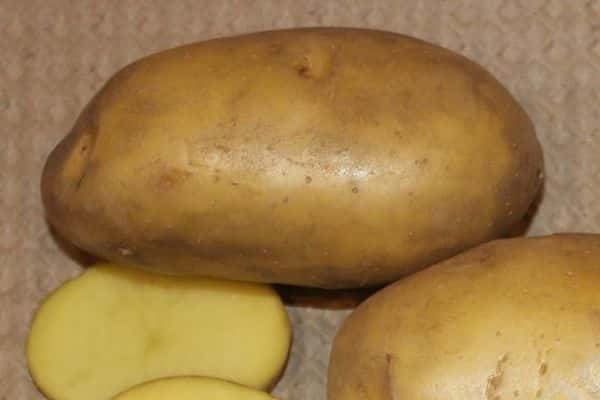 potatis skadedjur