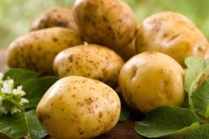 Bulvių veislės Zekura aprašymas, jos savybės ir derlius