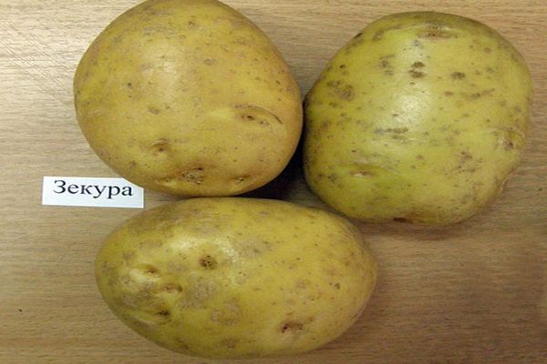 zekura potatis