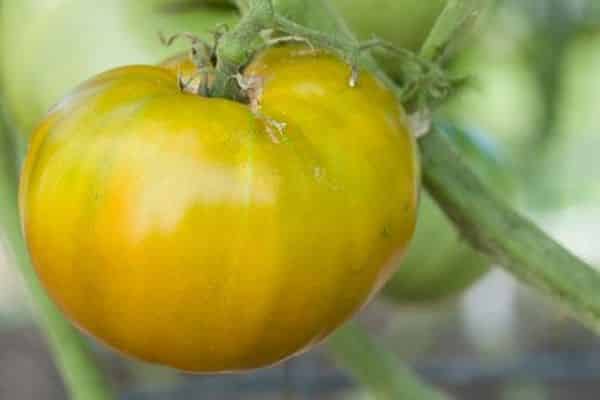 Kuvaus tomaatti-cherokee-vihreän kultaisesta tomaattilajikkeesta, viljely- ja hoitoominaisuudet