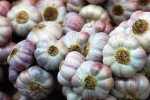 Popis odrůdy česneku Podmoskovny, jeho vlastnosti a výnos