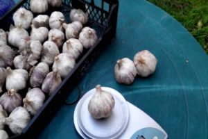 Description of the azure garlic variety, features of cultivation and care