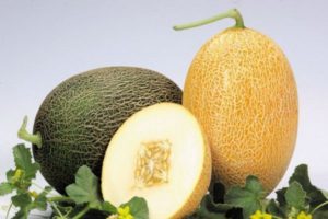 Beskrivning av melonsorten Caramel, funktioner för odling och vård