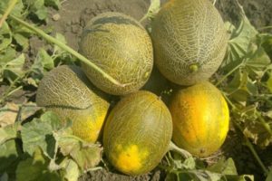 Beskrivning av melonsorten Kolkhoznitsa, odlingsegenskaper och utbyte