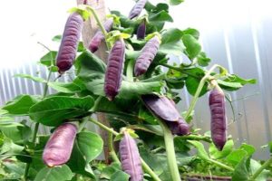 Geriausių purpurinių žirnių veislių aprašymas, jų savybės ir auginimas