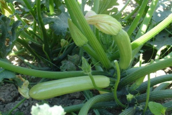 plantning af zucchini