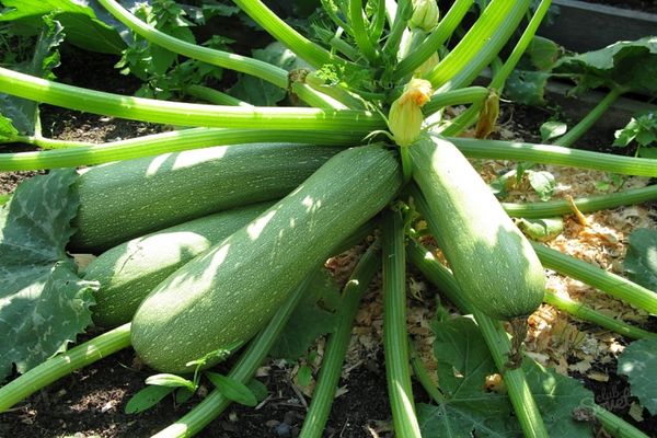 zucchini på marken