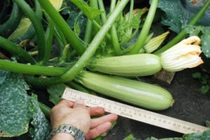 Beskrivning av zucchini-sorten Gribovsky, odlingsegenskaper och avkastning