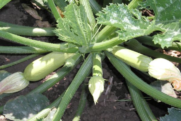 zucchini äggstock