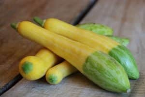 Beskrivelse af zucchini-sorten Blid marshmallow, funktioner i dyrkning og pleje
