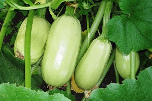 zucchini i trädgården