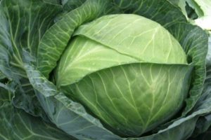 Description of the cabbage variety Brigadir f1, features of cultivation and yield