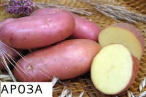 Beskrivning av Arosa potatisvariation, odlingsegenskaper och avkastning