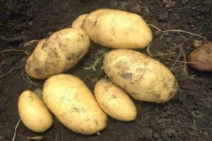 Beskrivning av potetsorten Juvel, dess egenskaper och utbyte