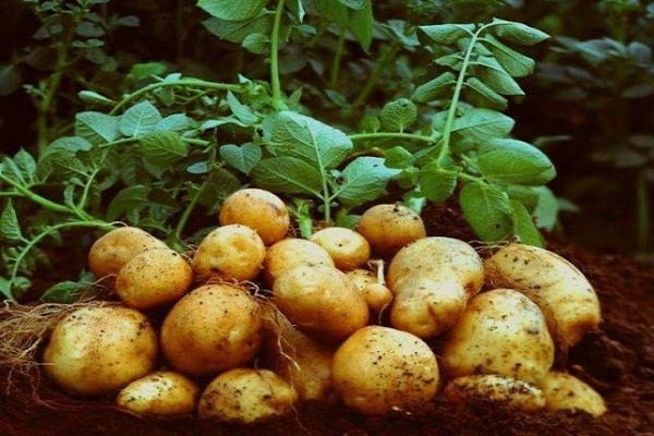 potatisbädd