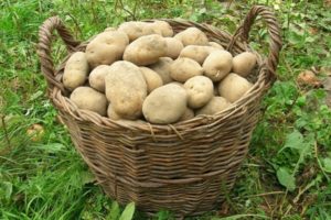Bulvių veislės „Elizabeth“ aprašymas, auginimo ir priežiūros ypatybės