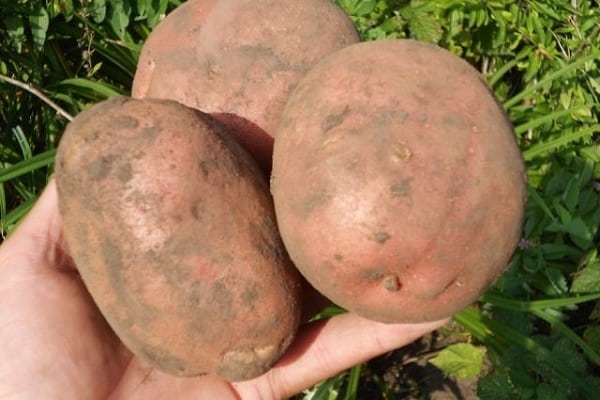 Irbit-aardappelen