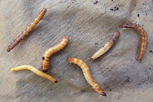 gele worm