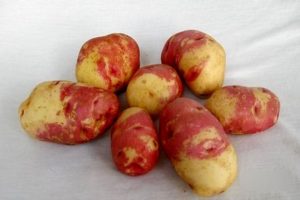 Descrizione delle varietà di patate Ivan da Marya e Ivan da Shura, coltivazione e resa