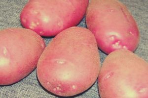 Kamensky bulvių veislės aprašymas, auginimo ir priežiūros ypatybės