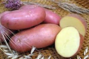 Krasavchik bulvių veislės aprašymas, auginimo ir priežiūros ypatybės