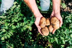 Opis odrody zemiakov Lasunok, jej vlastnosti a výnos