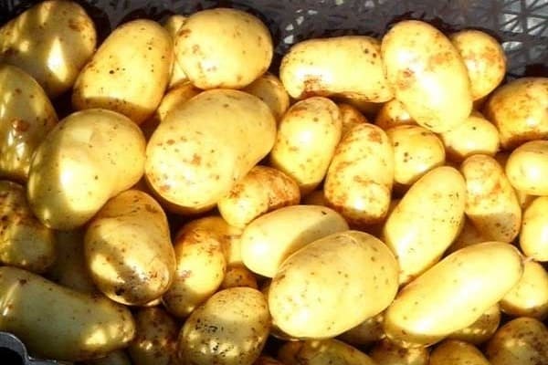 Latona potatis