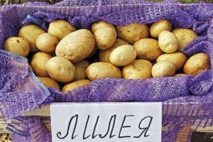 Beskrivning av potatisorten Lileya, funktioner för odling och vård