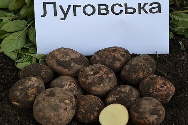 Lugovskoy potatis