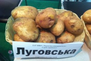 Beskrivning av potetsorten Lugovskoy, funktioner för odling och avkastning