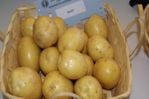 Beskrivning av potatisvariet Molly, funktioner för odling och vård