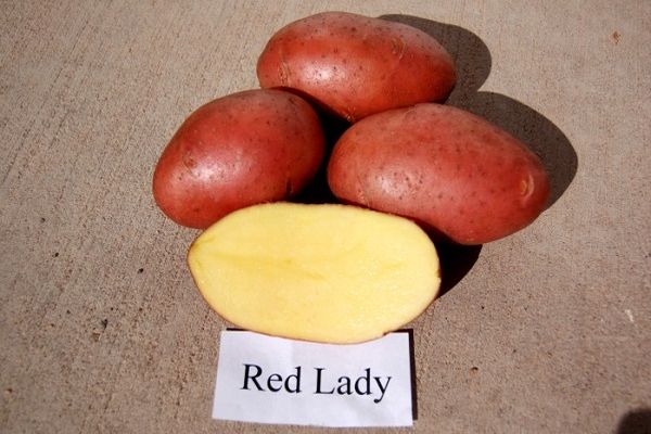 červená dáma zemiaky