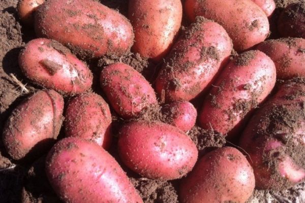 faire pousser des pommes de terre