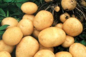 Beskrivelse af Rogneda kartoffelsorten, træk ved kultivering og pleje