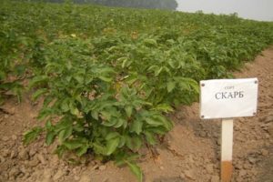 Beskrivning av Scarb potatisvariation, funktioner för odling och vård