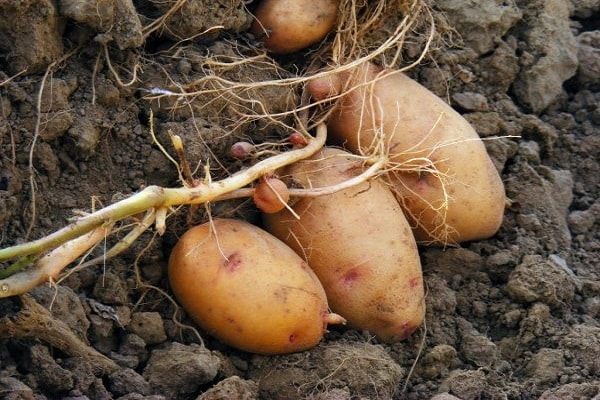 nadelen van aardappelen