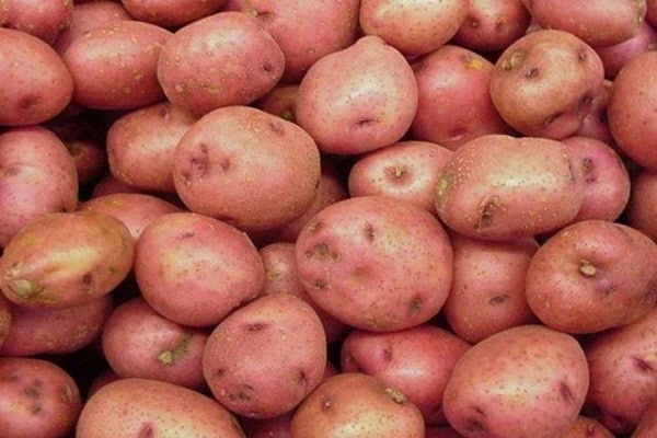 Pommes de terre Slavyanka