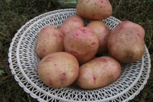 Bulvių veislės bulių veislės aprašymas, auginimo ir priežiūros ypatybės
